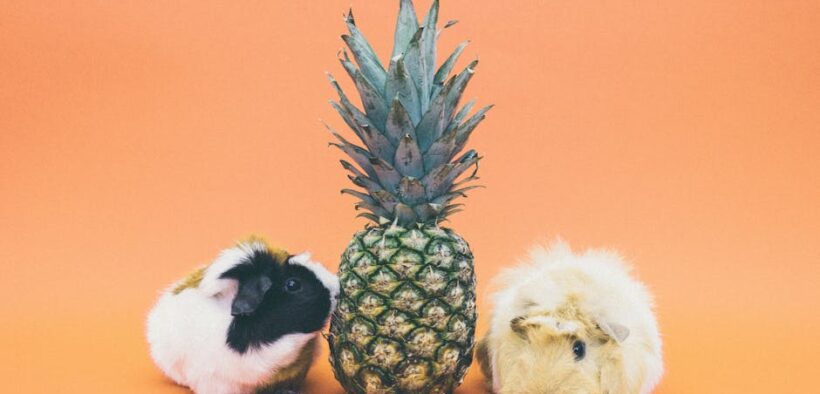 Food colorants toxicity pets