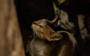 New pet anxiety in cats