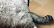 Cat disturbed sleep with belly discomfort digestive sign