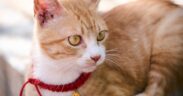 Preventing weight gain in spayed or neutered cats