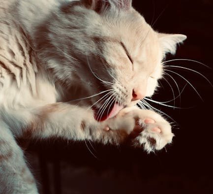 Paw hygiene awareness for cats