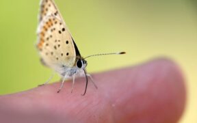 Cat skin bleeding tiny fissures signs and concerns