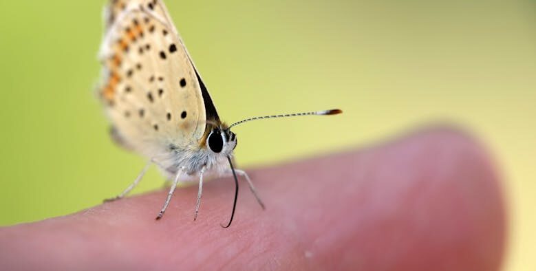 Cat skin bleeding tiny fissures signs and concerns