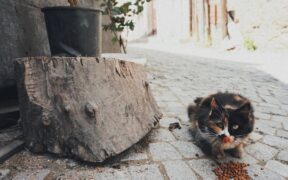 Cat vomiting whole kibble symptoms and what it may suggest