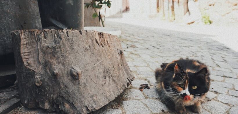 Cat vomiting whole kibble symptoms and what it may suggest