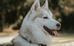Coat Drying Awareness for Fluffy Pets