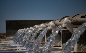 Clear nasal discharge cat