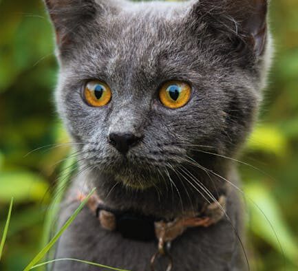 Cat crusty rash around ears signs and possible causes