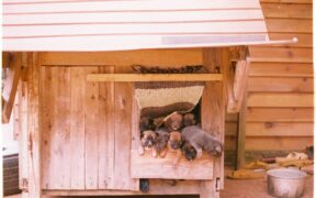 Kennel parasites in dogs home care and when it is an emergency