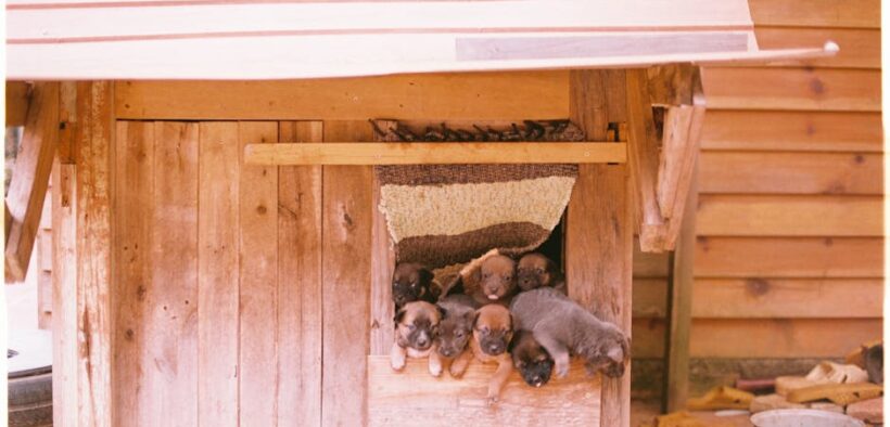 Kennel parasites in dogs home care and when it is an emergency