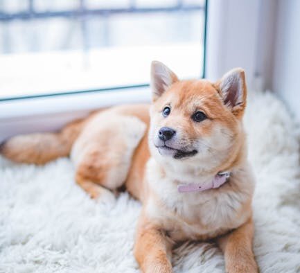 Dog tail injury causes symptoms and home monitoring