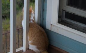 Pet sitter anxiety in cats