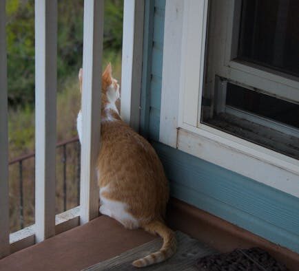 Pet sitter anxiety in cats