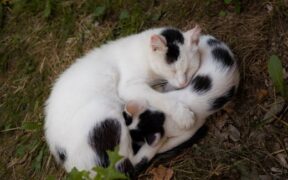Cats guarding resting spots behaviour