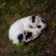 Cats guarding resting spots behaviour