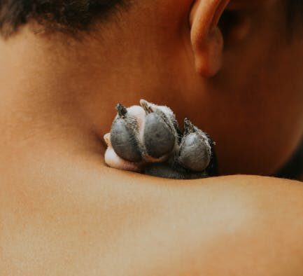 Preventive care for hairless dog breeds skin and warmth