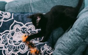 Cat low energy with vomiting or diarrhea combination clue