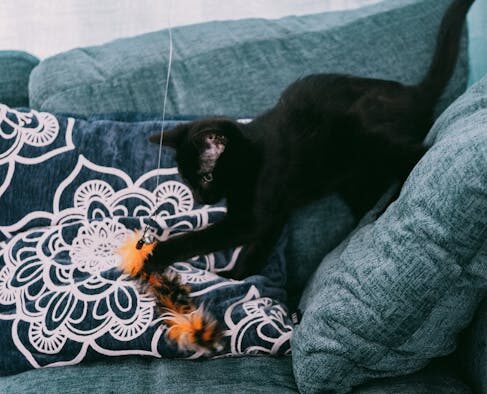 Cat low energy with vomiting or diarrhea combination clue