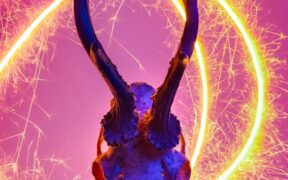 Fireworks anxiety in cats