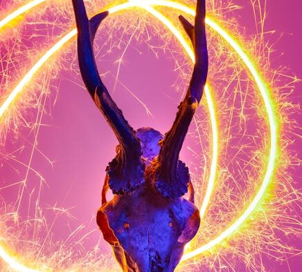 Rib bones dangerous dogs