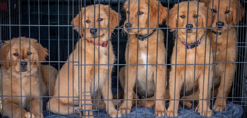 How to recognize kennel parasites in dogs and early warning signs at home