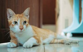 Safe home environment guide for cat owners