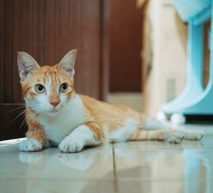 Safe home environment guide for cat owners