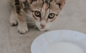 Urination right after drinking pets