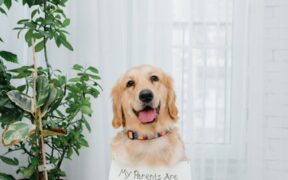 Dog drooling and licking floor nausea and digestive sign