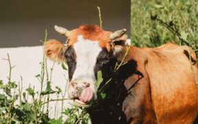 Ranch seasoning toxicity cats