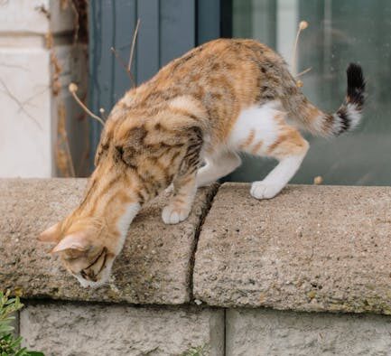Pet restless before urinating