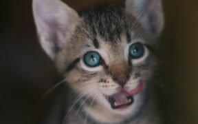 Cat wet burps and licking nose digestive sign