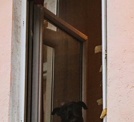 Safe home environment checklist for dog owners