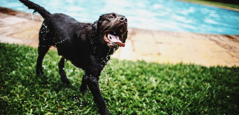 Urine dripping after peeing pets