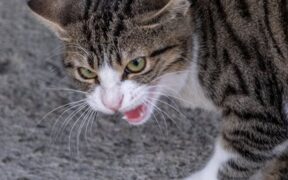 Cats backing away while hissing