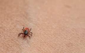 Ticks and Lyme disease in dogs causes risks and prevention for pet owners