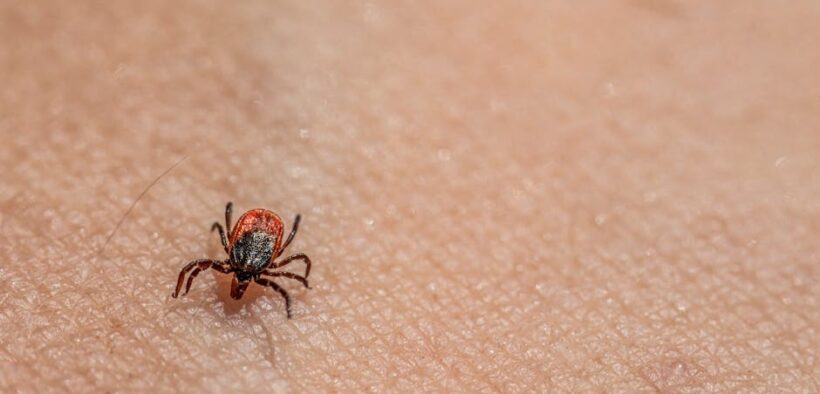 Preventing ticks and Lyme disease in dogs with safe parasite control