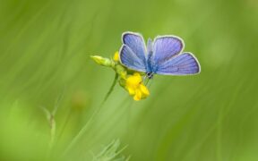 Tracheal irritation pets