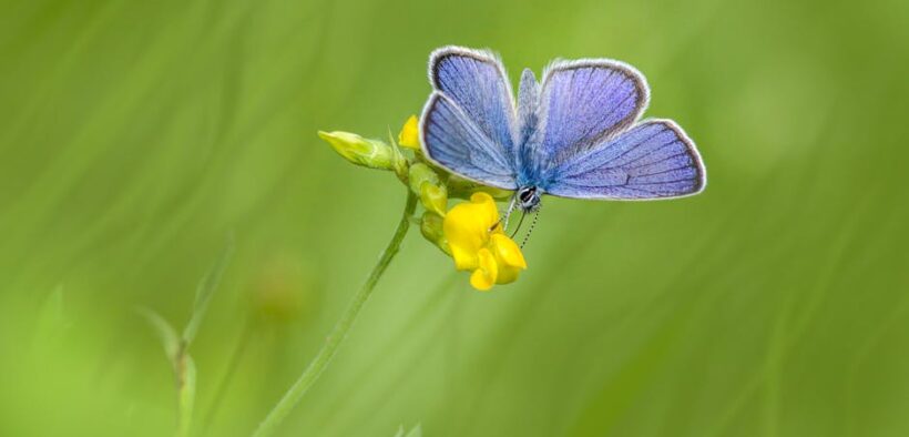 Urinary tract irritation pets