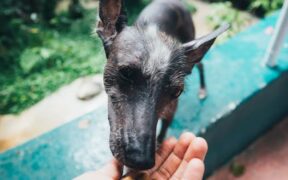 Feeding guide for working breed puppies