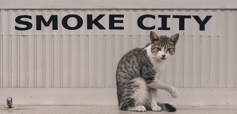 Cat stool stuck to fur under tail digestive sign