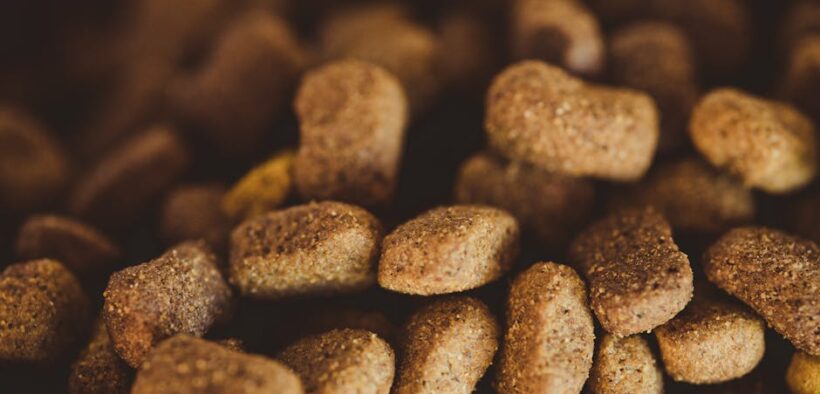 Feeding guide for dogs with low appetite