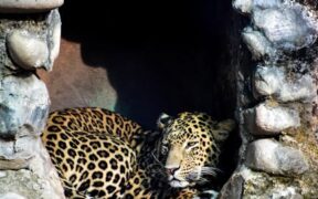 Cats retreating then swatting if cornered