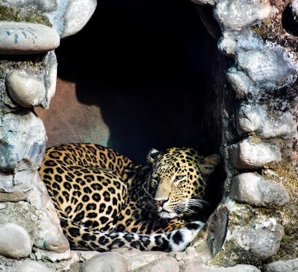 Cats retreating then swatting if cornered