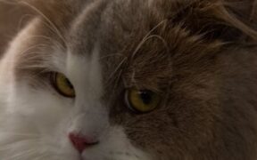 Cat shaking head what it indicates and veterinary steps