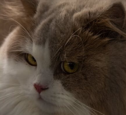 Cat shaking head what it indicates and veterinary steps