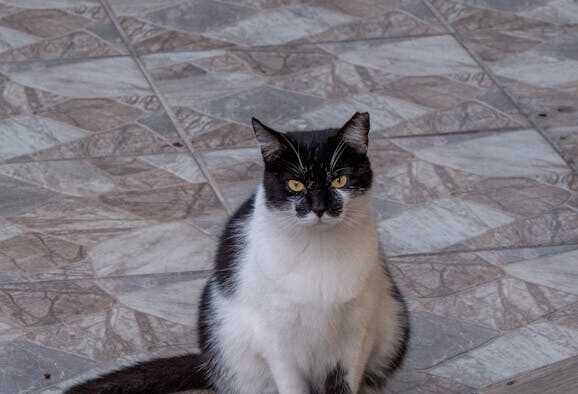 Cat persistent cough