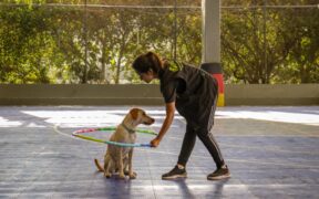 Pet dental care awareness and routine balance