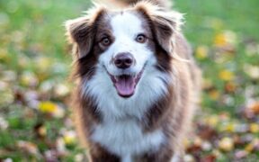 Positive Associations for Mouth Handling in Dogs