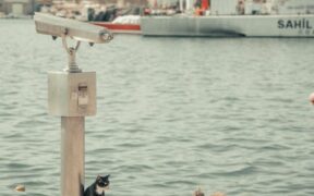 Which vaccines kittens need before meeting other pets